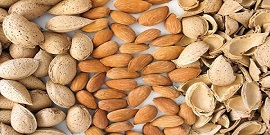 تصویر 4 از خرید جدیدترین انواع بادام درختی شهرکرد